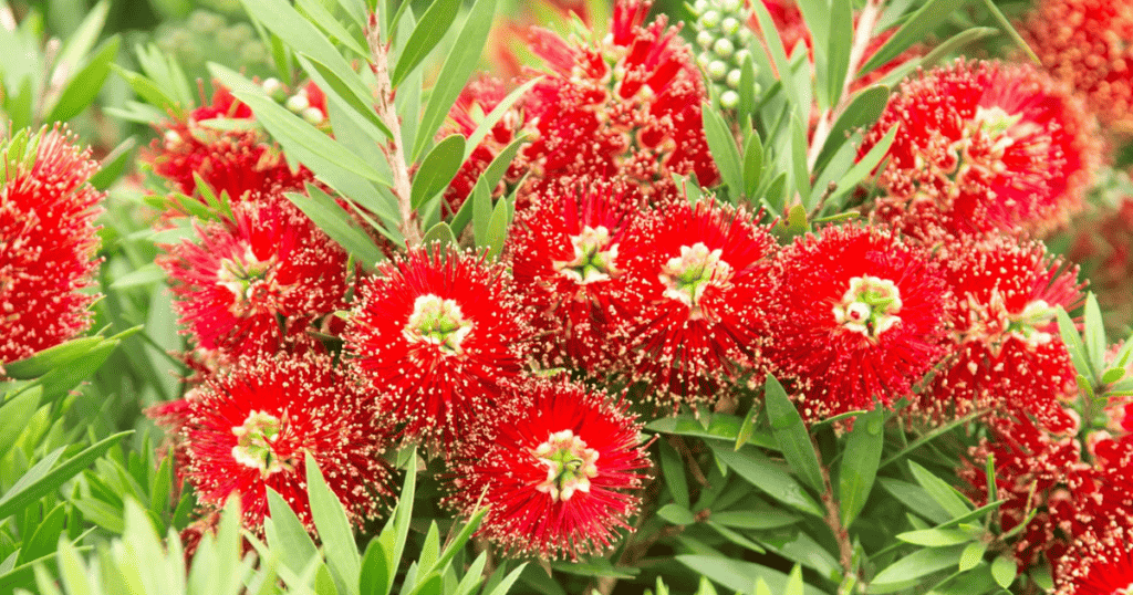 Red flowers on a Light Show Bottlebrush with green leaves.
