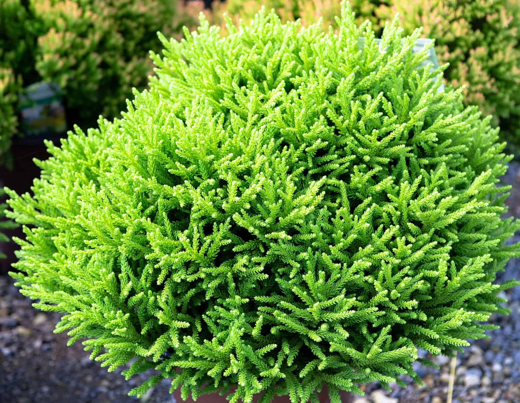 Dragon Prince™ Cryptomeria | Sunset Plant Collection