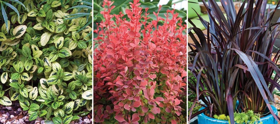 garden jewel plant pairing collage