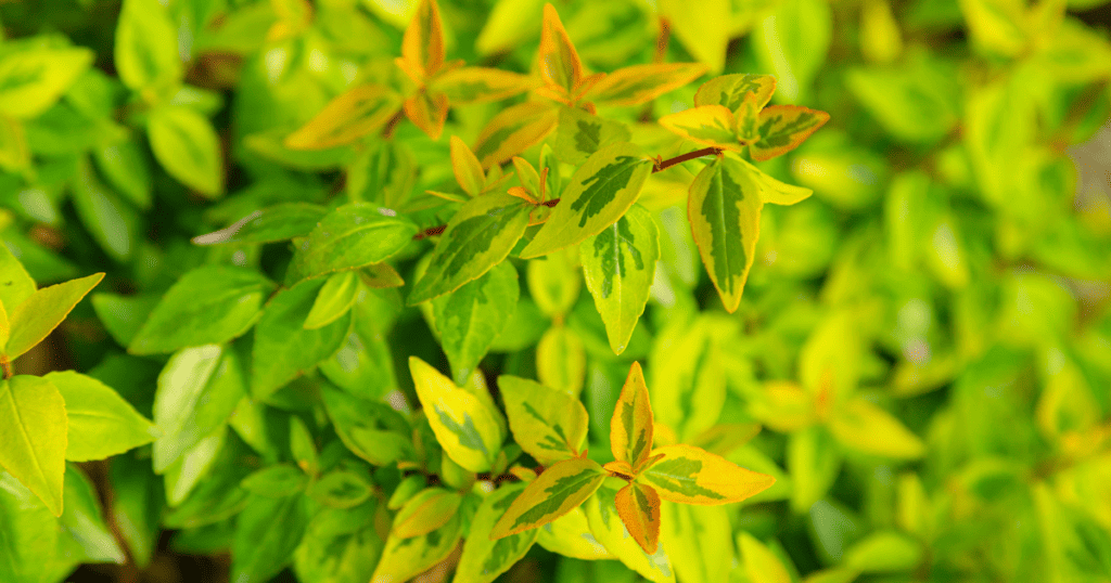 The green, yellow and orange variegated leaves of Kaleidoscope Abelia.