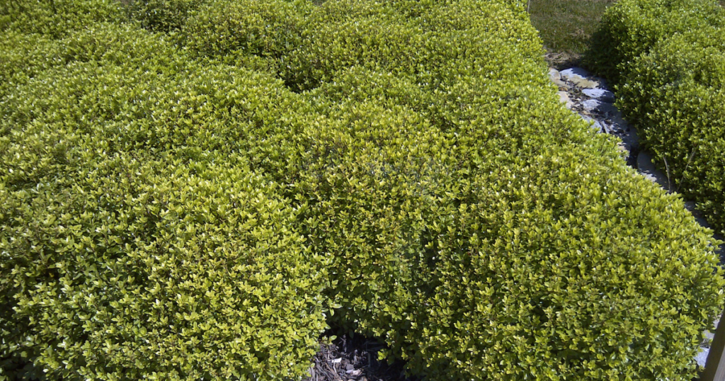 Beach Ball Pittosporum planted in rows in a landscape.