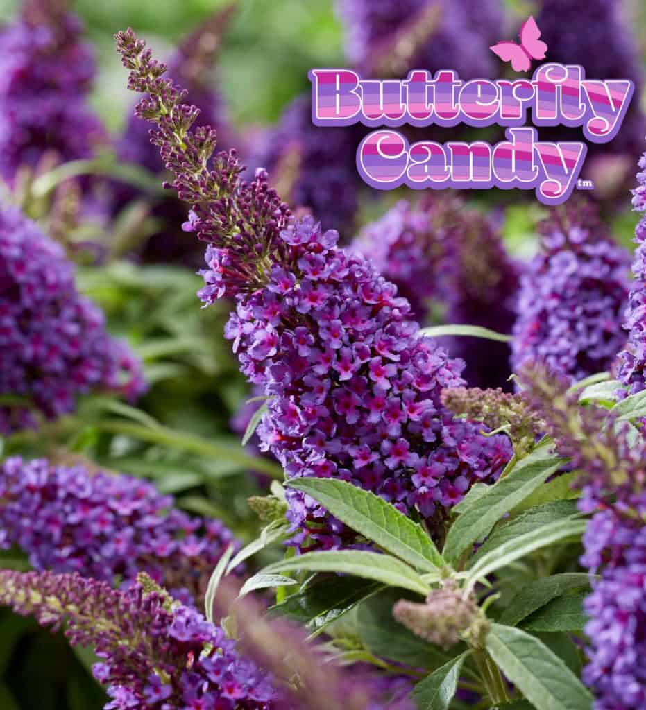Buddleia Butterfly Candy™ Lil’ Grape™