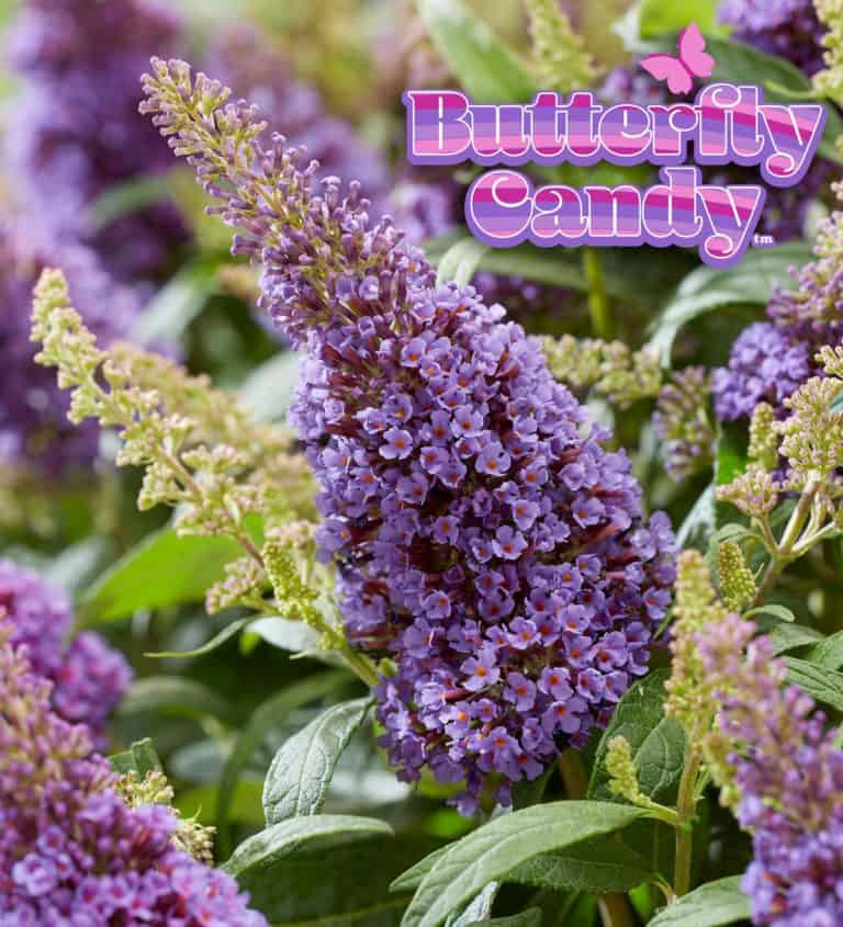 Buddleia Butterfly Candy™ Lil’ Lavender™