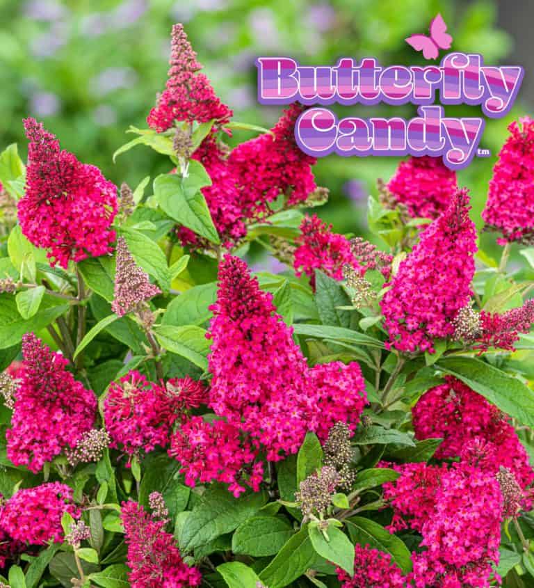 Buddleia Butterfly Candy™ Lil’ Raspberry™