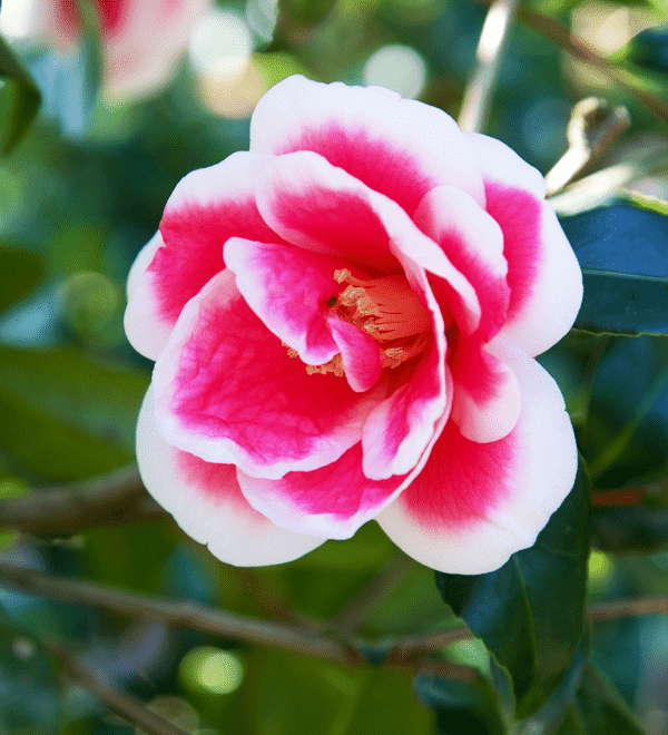 christmas carol camellia close bloom
