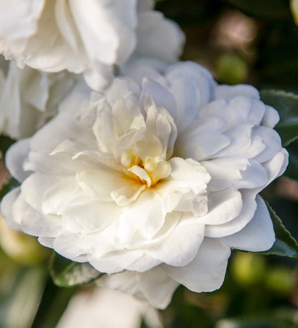 october magic bride camellia close bloom