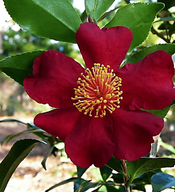 october magic crimson n clover camellia close bloom