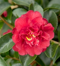 october magic ruby camellia close blooms close