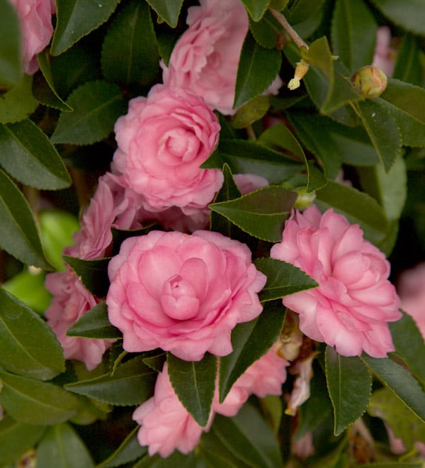 pink perplexion camellia close blooms