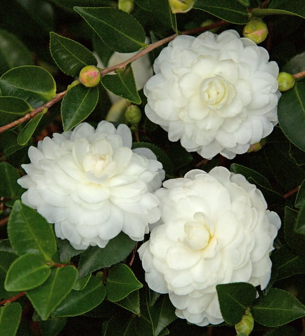 white shi shi camellia close blooms