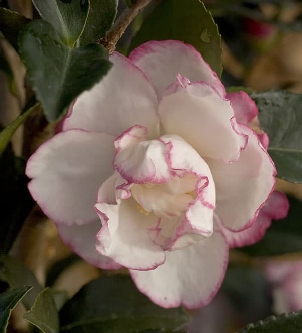 october magic inspiration camellia close blooms