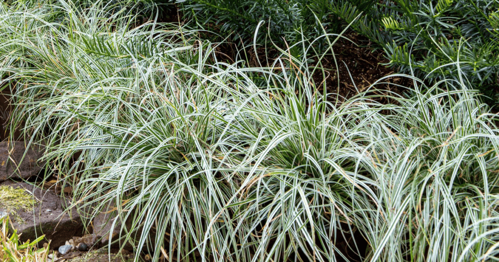 Green and white bladed Carex Everest forms a border with brick edging