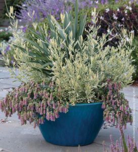 meerlo lavender container garden