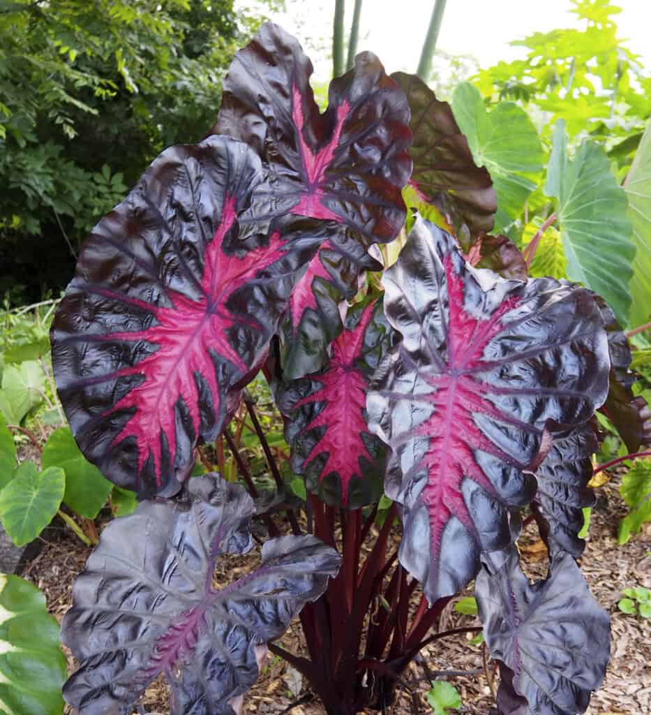 Redemption™/Colocasia Hybrid ‘Corede’ PP34729