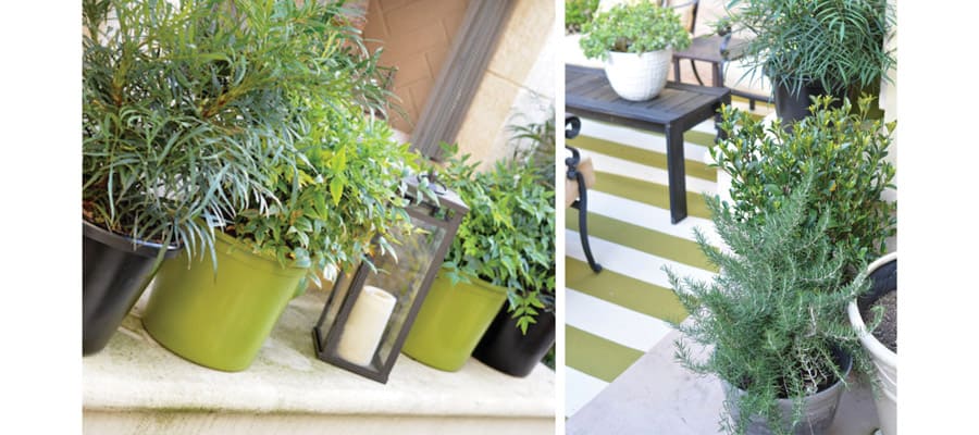 courtyard container plantings