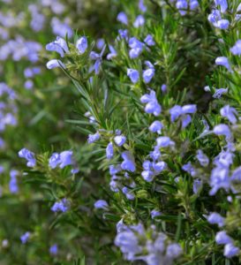chefs choice rosemary close blooms