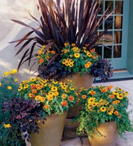 great plants for container gardens