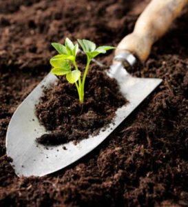 seeds sprouting in soil with shovel