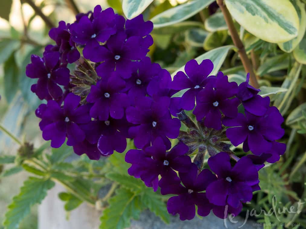 purple flowers close