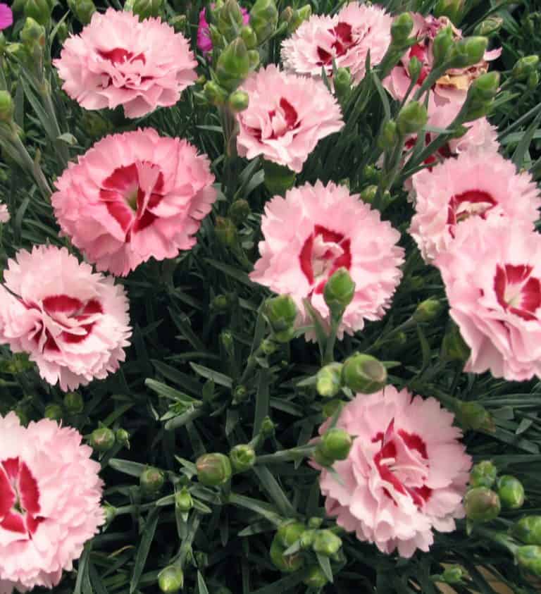 scent first raspberry surprise dianthus close