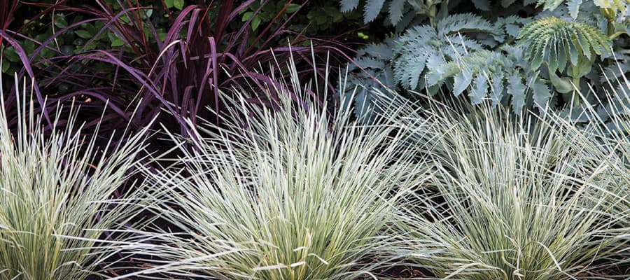 Use Platinum Beauty lomandra wherever you might consider an ornamental grass. Being evergreen, this perennial provides year round beauty and thrives in well drained soil in either full sun or partial shade.