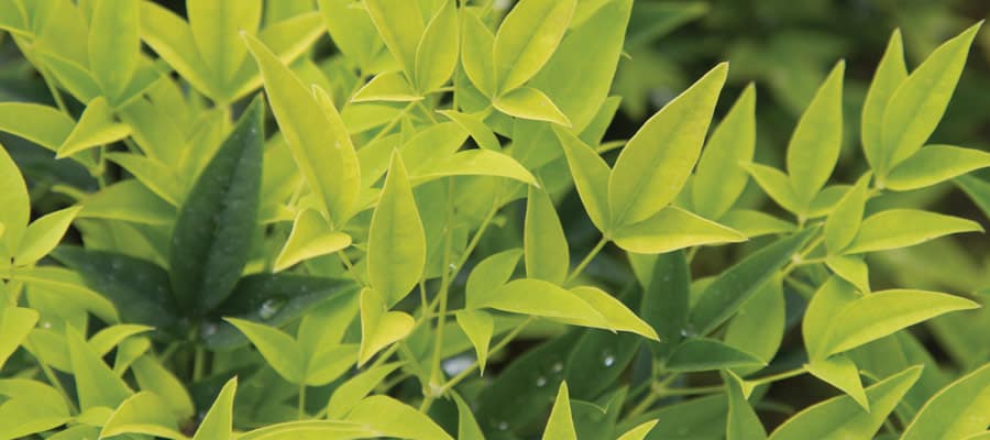 Wake up tired landscapes and containers with the citrus hue of Lemon Lime nandina.
