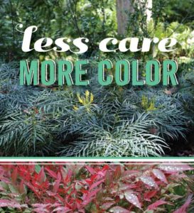 less care more color ad