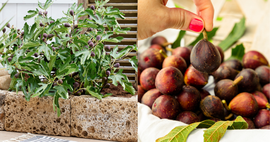 Little Miss Figgy fig plant growing in a stone planter beside a basket of ripe purple figs being harvested by hand.