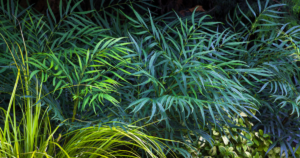 Mahonia Soft Caress with finely textured, narrow green foliage creating a lush, tropical look in a shaded garden bed