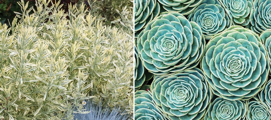 meerlo lavender pairing companion plants collage