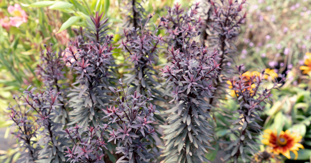 Miner’s Merlot Euphorbia with deep burgundy-purple foliage and upright textured stems adding bold color and structure to a mixed garden bed.