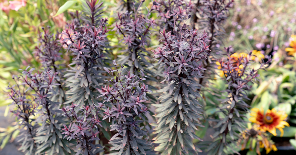 Miners Merlot euphorbia with upright stems and deep burgundy-purple foliage growing in a colorful garden border.