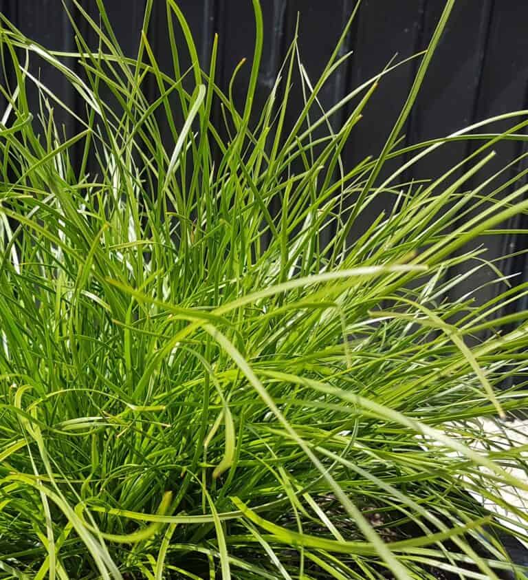 A plant with long green grass in a pot.