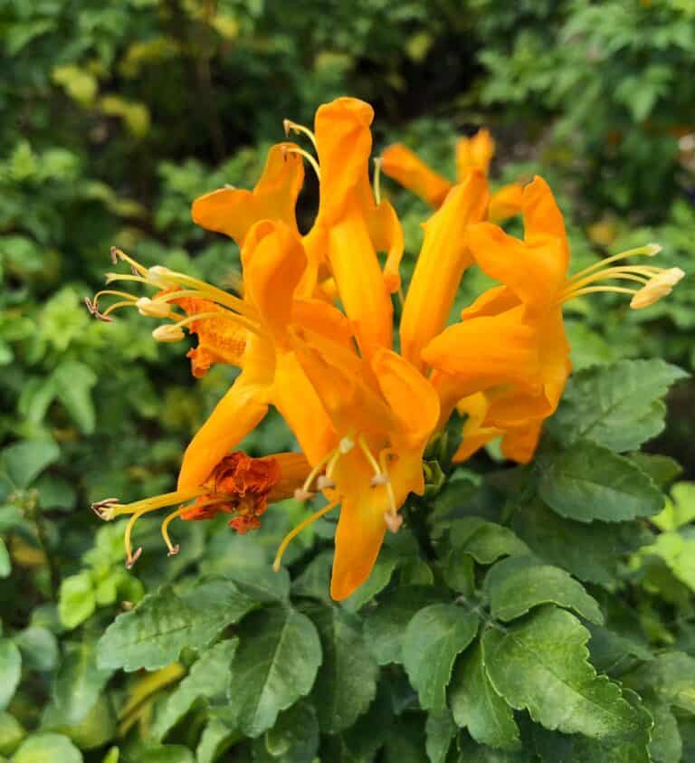 An orange flower is blooming in a garden.