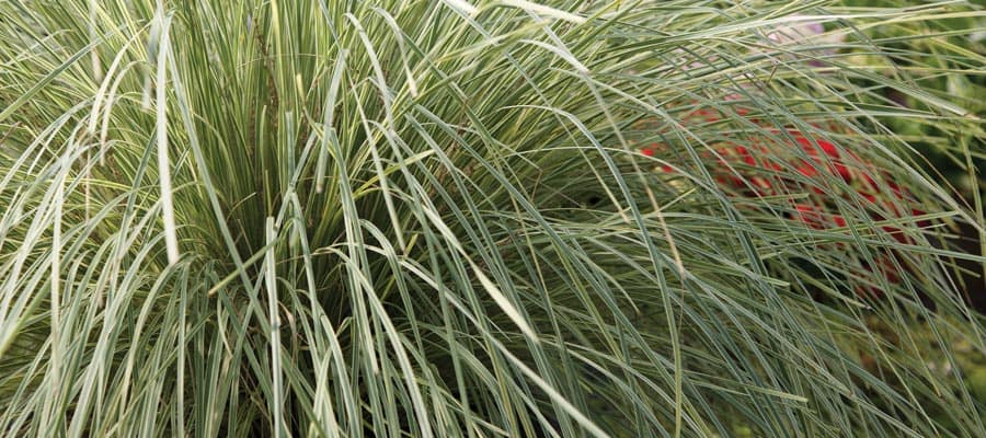 Image of Platinum Beauty Lomandra with Silvery-Green Shrubs