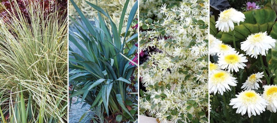 platinum beauty lomandra companion plants