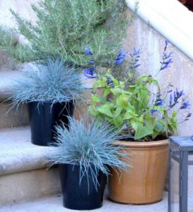 container planting salvia