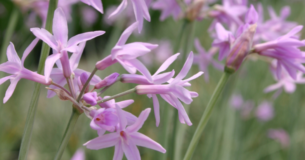 Purpleicious Society Garlic featuring soft lavender-pink, star-shaped flowers on tall green stems with a blurred garden background.