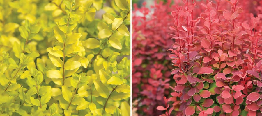 Combine Orange Rocket barberry and Sunshine ligustrum to establish a bold centerpiece in a glossy orange pot, allowing their upward facing branches to mingle, mimicking a passionate dance of fiery flames.