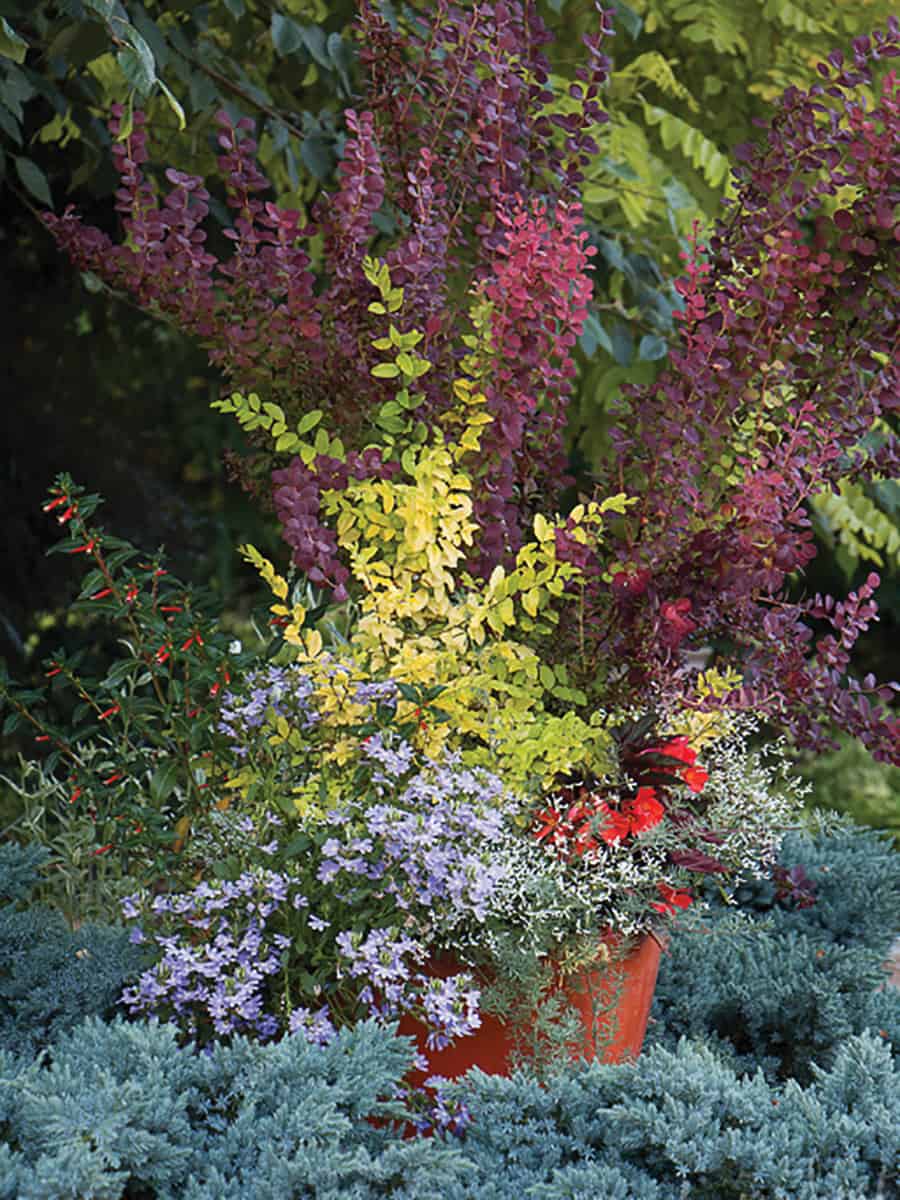 With such intense color, this container will be a focal point on the patio or porch. This bold statement piece could also be set within a garden border as seen here, repeating the color scheme of the pot plantings with the landscape itself.