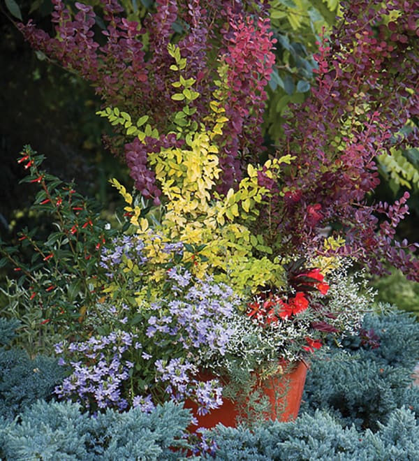 Rise and Shine with Sunshine ligustrum | Sunset Plant Collection