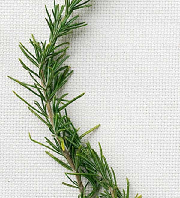 8 Fresh Rosemary Recipes Sunset Plant Collection   Rosemary 