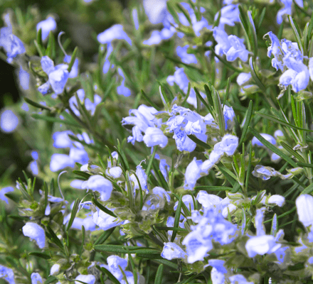 Chef's Choice® Culinary Rosemary