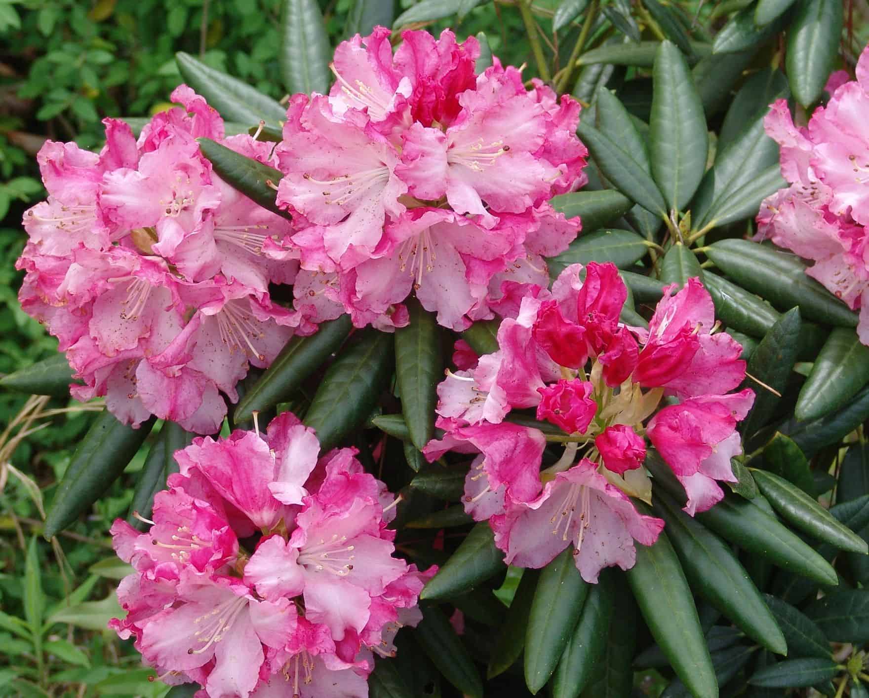 Southgate® Brandi™ Rhododendron | Sunset Plant Collection