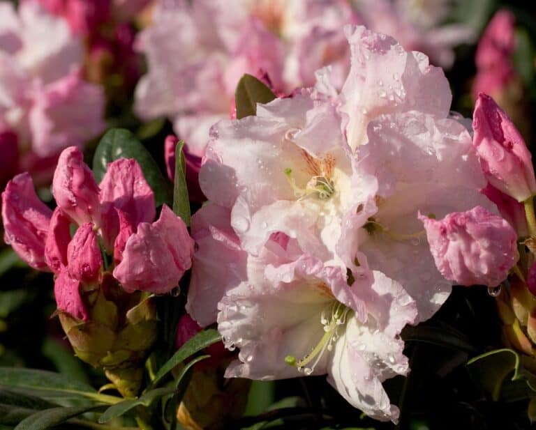A pink rhododendron with water droplets on it.