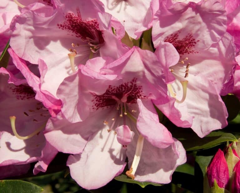 Pink rhododendron - rhododendron rhododendron rh.