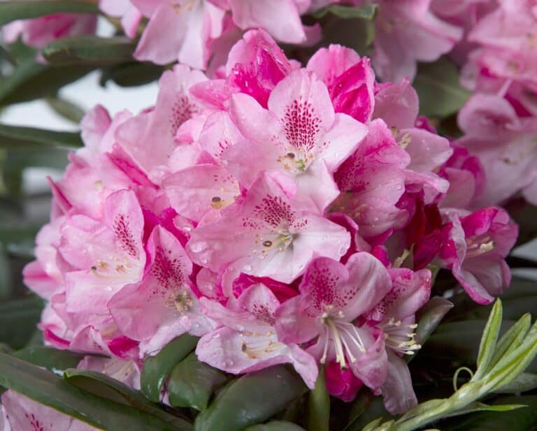 Pink rhododendron flowers in a vase.