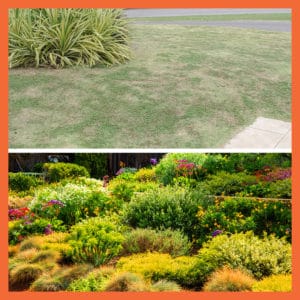 image compares lawn with water-wise landscape