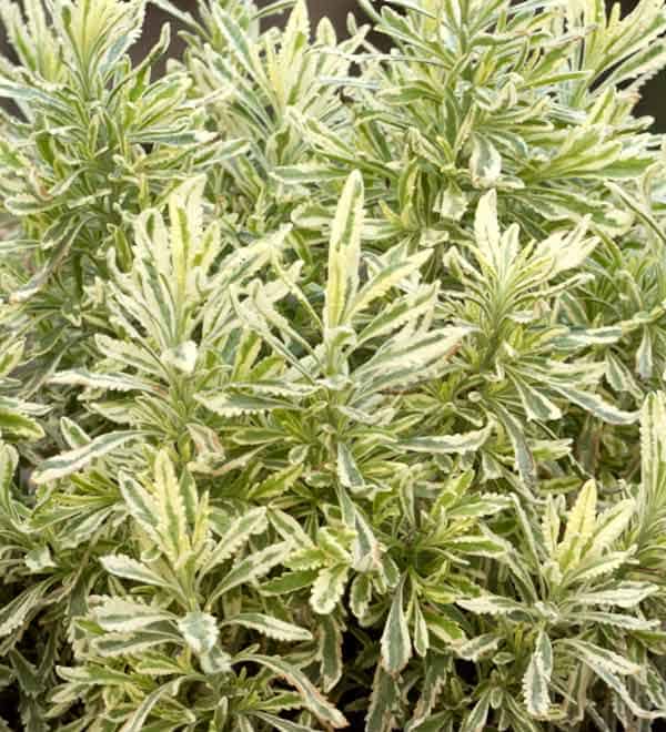 Meerlo' Lavender Pairings | Sunset Plant Collection
