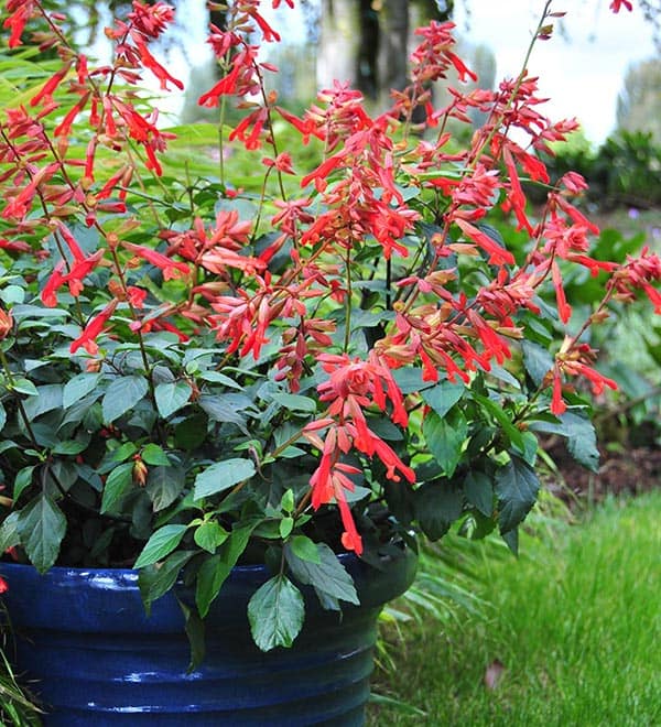 embers wish salvia container